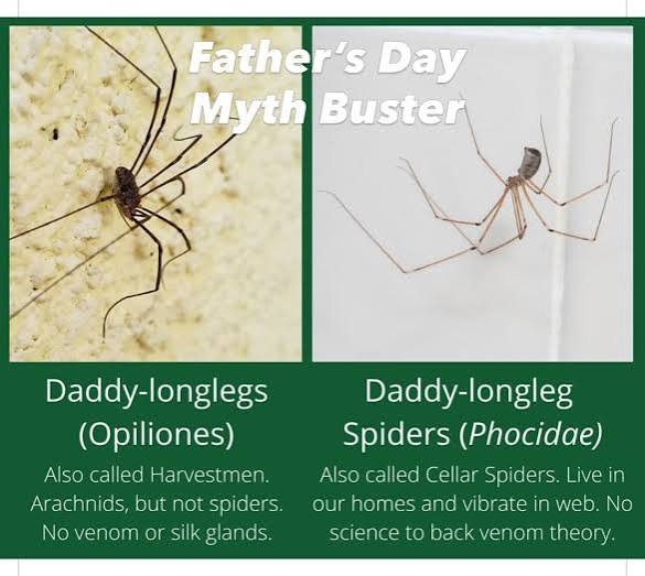 A persistent myth has left daddy longlegs widely misunderstood. Although  they resemble spiders, they belong to a different group of arachnids that  don't produce venom or silk. Instead, these creatures