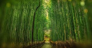 So for instance for wood products, people take wood and they cut it into various shaped pieces. Contact Us Bamboo Plants Hq