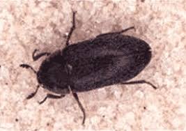 (this mod is not compatible with legacy versions of ts4). Carpet Beetle Treatment Edmonton Calgary Regina Ecopest Inc