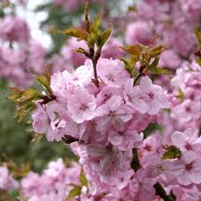This flowering tree blooms heavily in the spring. Prunus Jacqueline Flowering Cherry Tree Free Delivery
