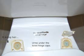 Toilet Hinge Toilet Seat Hinges Household Hacks Toilet Cleaning