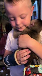 Amazon Capuchin Pet Monkeys