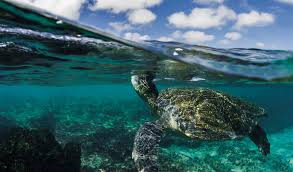 Voters in presidential race reject leftist movement, while peru vote heads for. Go 1 Galapagos Cruise Basic Ecuador Go Galapagos