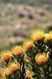 Image result for Protea rupestris