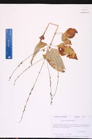 Image result for Fuirena leptostachya