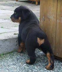 Pin By Jocelyn On Max Dogs Rottweiler Puppies Rottweiler