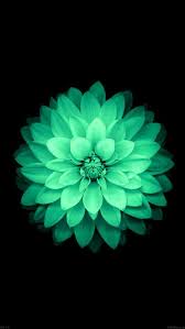 Flor De Loto Flower Iphone Wallpaper Blue Flower Wallpaper Huawei Wallpapers