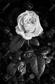 This beautiful rose is darker than any black rose found in the market. Black And White Photo Of Rose With Raindrops Romantic Picture Of A Beautiful Rose Stock Photo Picture And Royalty Free Image Image 83277068