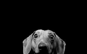 Dogs In Black And White Animals High Resolution Wallpaper Dog Wallpaper Funny Dog Pictures I Love Dogs