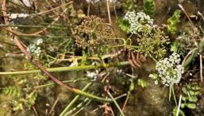 Image result for Bergia polyantha