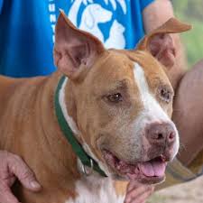 #1 of 22 in pets. Pet Adoption