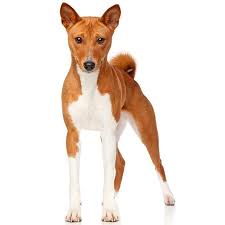 Basenji Dog Breeds Pictures Dog Breeds Basenji Dogs