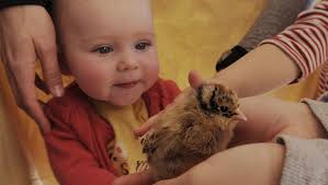 Gallery: Camarillo talk puts baby chicks in spotlight