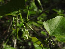 Image result for Cayaponia