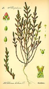 Image result for Salicornia perrieri