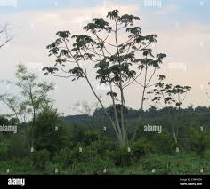 Image result for Cecropia pachystachya
