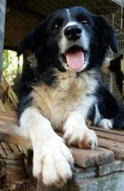 Feel free to contact us anytime for further informations. Bella Border Collie Puppy Eyes Border Collie Best Dogs