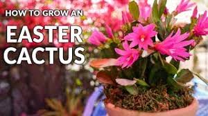 Cacti have numerous anatomical and behavioral adaptations for absorbing and storing water, preventing water loss, protecting themselves from predators, limiting damage from the hot sun, saving their energy, requiring few resources, and attracting pollinators. Tips For Growing An Easter Cactus Spring Cactus Joy Us Garden Youtube