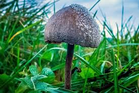 It grows on grassy meadows and similar; Compass Pathways Psilocybin For Depression Clears First Hurdle Bloomberg