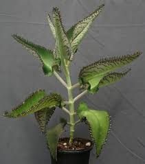 Kalanchoe Daigremontiana El Aranto Prodigioso Ecoterrazas Kalanchoe Daigremontiana Kalanchoe Propiedades Flores Raras