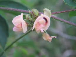 Image result for Dolichos angustifolius