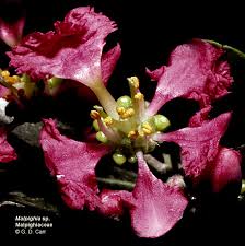 Image result for Malpighiaceae