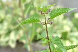 Image result for Urtica
