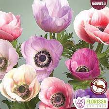 Anemone Coronaria Carmel Pastel Mix Poppy Anemone Ranunculaceae The Buttercup Family In 2021 Anemone Anemone Flower Beautiful Flowers Garden