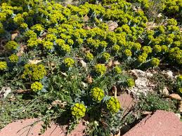 Creeping spurge, donkey tail spurge weed class: Purge Your Spurge Utah Associated Garden Clubs