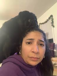 Anyone else's pug love eating hair??😳 Paul loves to rag my bun off of my  head🤣