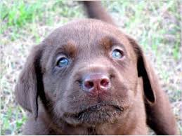 The chocolate color in labs is coded by recessive genes; Chocolate Labrador Puppies