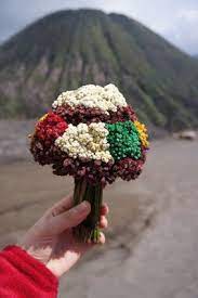Filosofi bunga edelweis senang via phinemo.com. Ternyata Kita Dapat Memiliki Bunga Edelweiss Tanpa Harus Memetik Halaman All Kompasiana Com