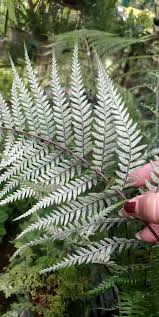 Image result for Pityrogramma argentea