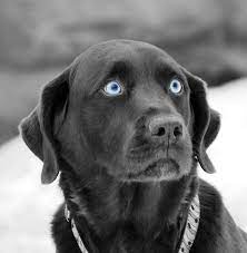 Cute Blue Eyed Dog 333 Blue Eyed Dog Yellow Lab Puppies Black Lab Puppies