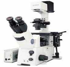 Animal cell culture basically involves the in vitro (in the laboratory) maintenance and propagation of animal cells in a suitable nutrient media. Pdf An Animal Cell Culture Advance Technology For Modern Research Semantic Scholar