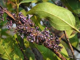 Image result for Warneckea sp.