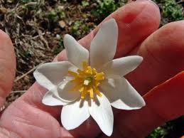 Image result for Pseudobersama