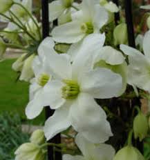 Climbing flowers for shaded areas. Climbing Plants For Shade Areas Shaded Area Climbers Gardenseeker Co Uk