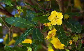 Image result for Ochna natalitia