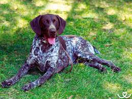 Image result for německý ohař krátkosrstý