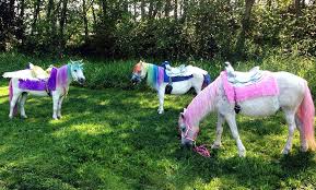 Since 1983 the magical my little since 1983 the magical my little pony brand has brought fun, friendship & joy to millions. Dreamland Ponies Washington State Location Up To 52 Off Seattle Groupon