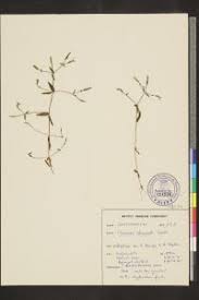 Image result for Canscora alata