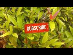 Surat yasin diturunkan di kota mekah dan dikenal sebagai surat makiyyah. Surat Yasin Youtube