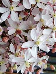 Perfect quick cover for patio, trellis or arbor, and a great privacy screen. Clematis Armandii Apple Blossom Immergrune Waldrebe Apple Blossom
