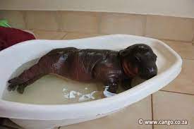 Bacon was born at a sanctuary in chonburi, eastern thailand and enjoys getting splashed by the hosepipe to cool down. Prince Harry Dies Pygmy Hippo Named After Royalty Passes Away During Umbilical Hernia Surgery World News Mirror Online