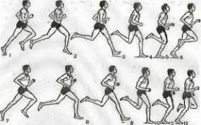 Спортивная ходьба — это легкоатлетическая дисциплина, представленная на олимпиаде. Http Irbis Amursu Ru Digitallibrary Amursu Edition 7479 Pdf