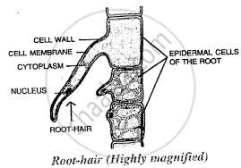 Plant root hair cell diagram. Draw A Magnified View Of The Root Hair And Describe How It Helps In The Absorption Of Water From The Soil Biology Shaalaa Com