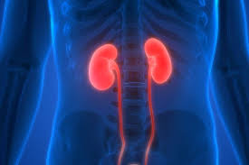 Apakah manfaatnya, sampai sedemikian penting fungsinya? Fungsi Dan Struktur Pada Ginjal Halaman All Kompas Com