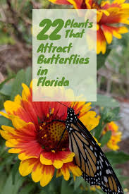Maybe you would like to learn more about one of these? Best Plants To Attract Butterflies In Florida Butterfly Garden Plants Butterfly Garden Design Plants That Attract Butterflies