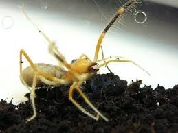You may have heard about spiders called the sun spider or the wind scorpion. A Walk On The Wild Side Galeodes Arabs